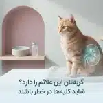 علائم بیماری کلیوی در گربه