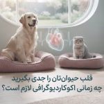 اکوکاردیوگرافی سگ و گربه