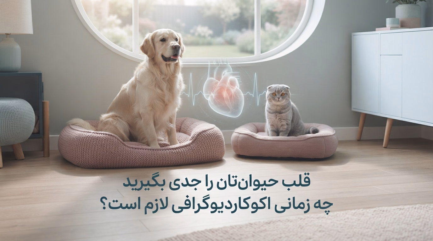 اکوکاردیوگرافی سگ و گربه