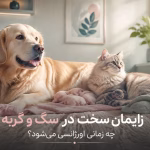 سزارین حیوانات خانگی